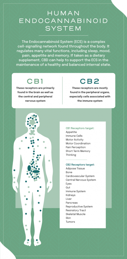 The endocannabinoid system explained